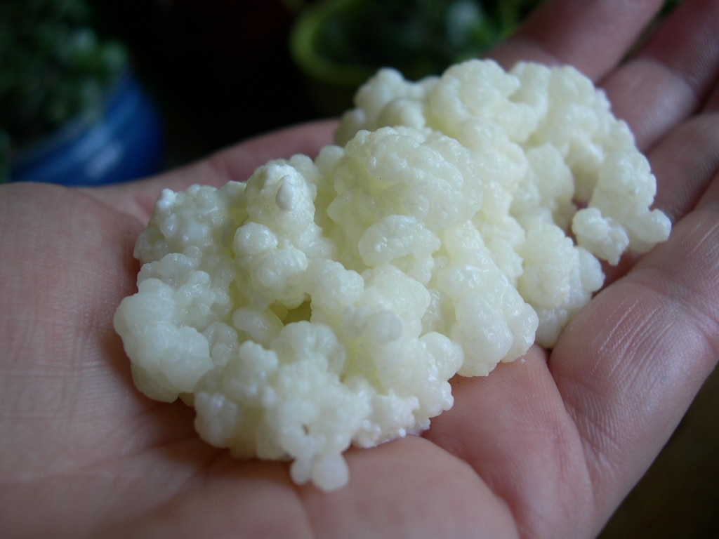 Benefit of Kefir Good Probiotic for Gut Health SkinshareSG